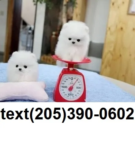 Pomeranian puppies for sale