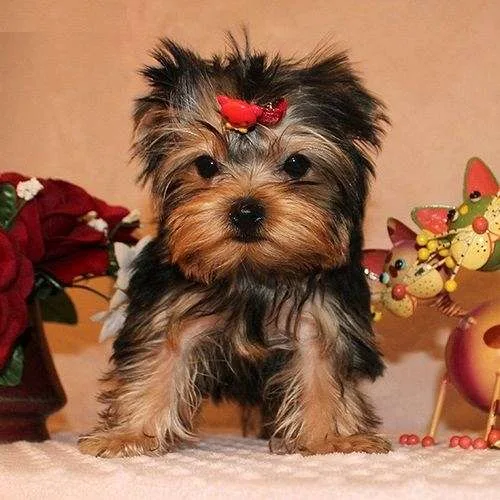  akc yorkies 