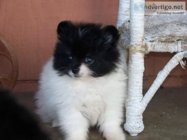 Excellent pomeranian puppies for sale