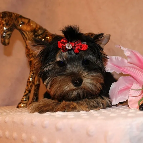  akc yorkies 