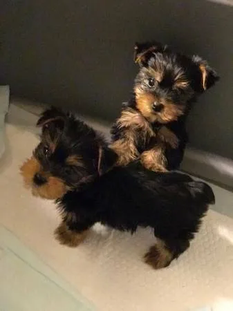 adorable male and female yorkie pupp