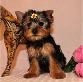  akc yorkies 