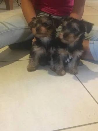 adorable male and female yorkie pupp