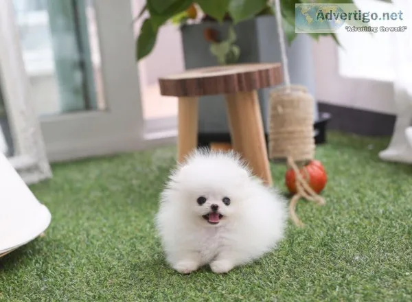 Cute pomeranian puppies for sale