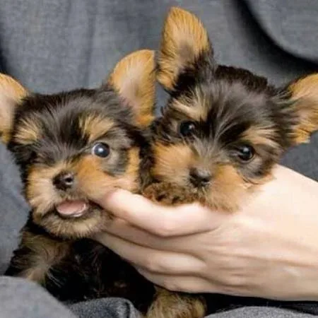 adorable male and female yorkie pupp