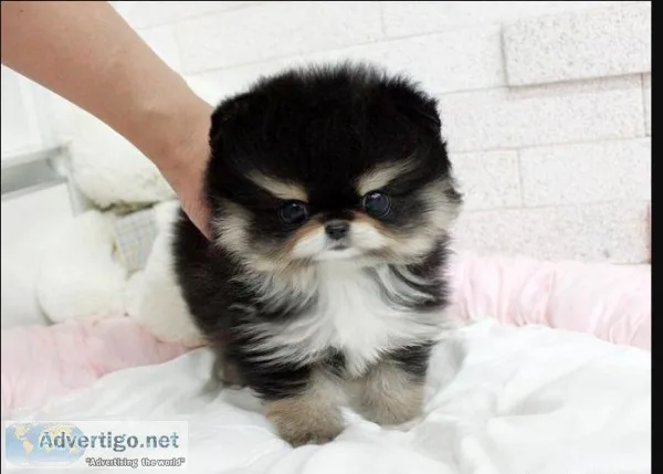Fabulous teacup pomeranian for sale