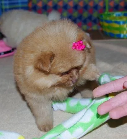 Intelligent pomeranian puppies for sale