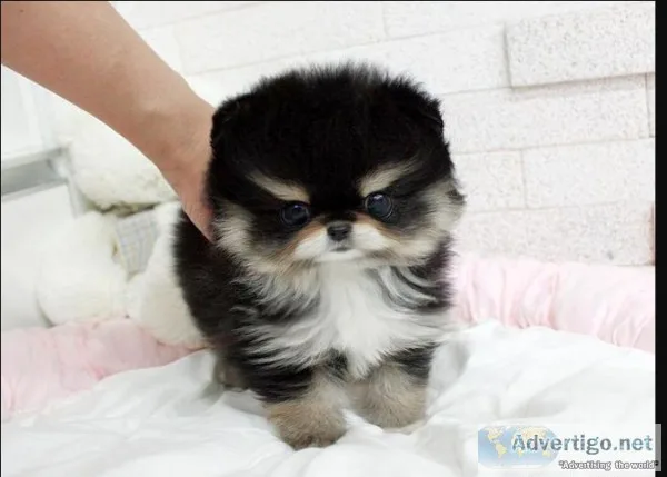 Gorgeous pomeranian puppies for sale