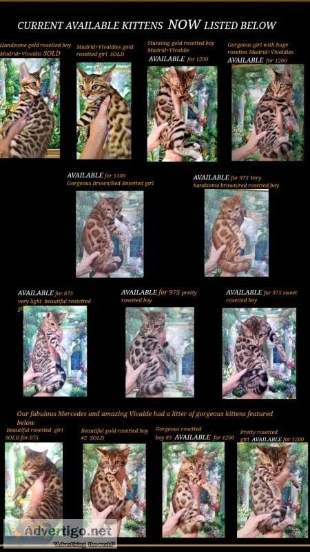 Bengal kittens
