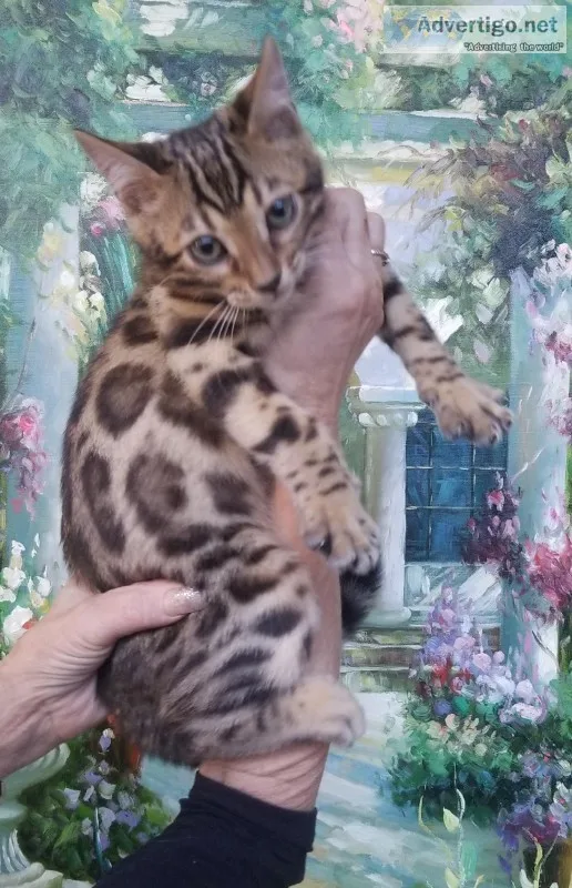Bengal kittens