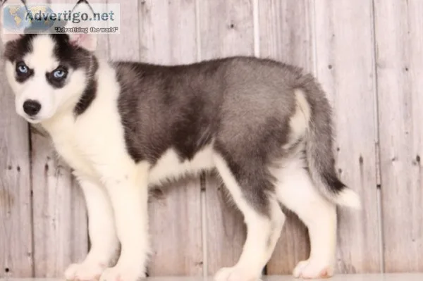 Gorgeous siberian husky