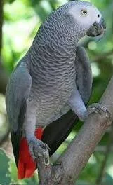 Lovely african grey parrots