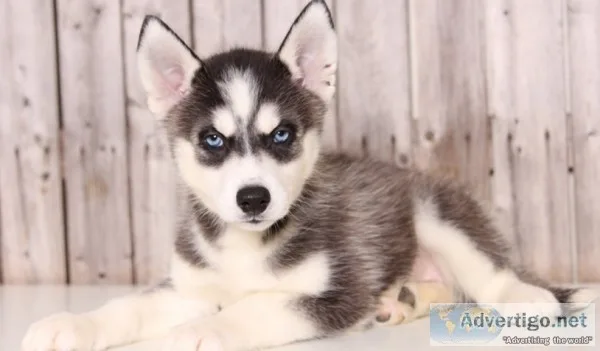 Healthy siberian husky