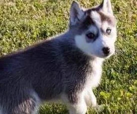 Awesome siberian husky