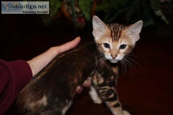 Gorgeous bengal kittens available now