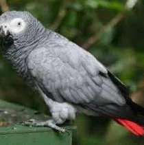 Sweet african grey parrots