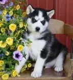 Siberian hhusky puppies