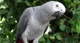 Healthy african grey parrots