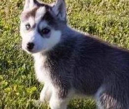 Rehoming siberian husky