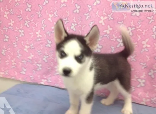 Outstanding siberian husky