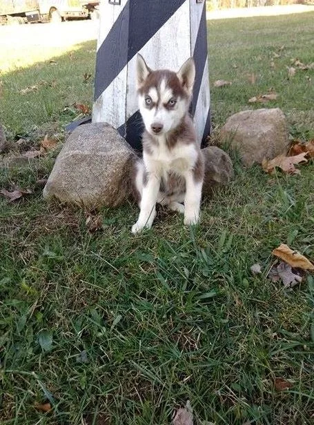 Sweet siberian husky