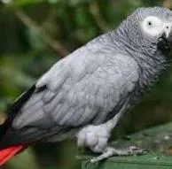 Outstanding african grey parrots