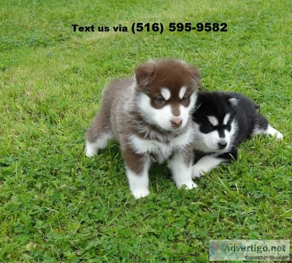 Welcoming siberian husky pups 