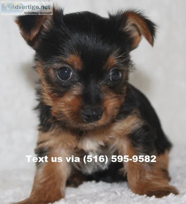 Tiny teacup yorkshire terrier pups
