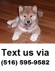 X mass shiba inu puppies for sale
