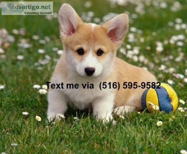 Welsh corgi pembroke dogs