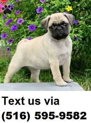 Fawn pug pups for good home