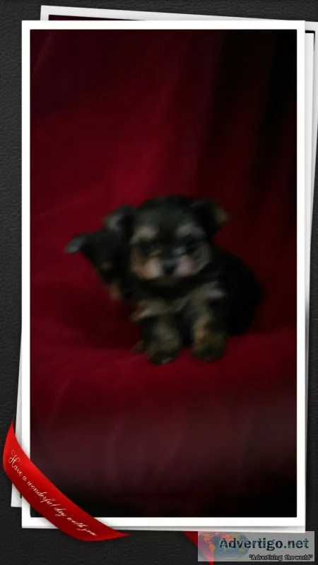 Extra,  extra tiny chorkie