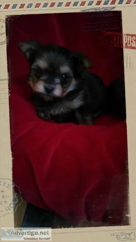 Extra,  extra tiny chorkie