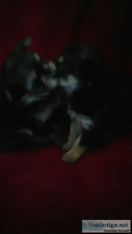 Extra tiny chorkie
