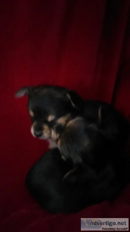 Extra tiny chorkie