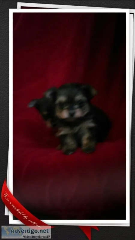 Extra tiny chorkie