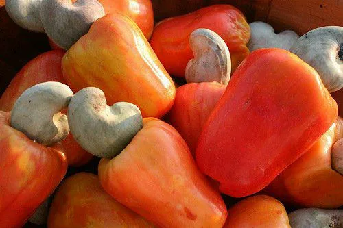 Cashew nut for sale