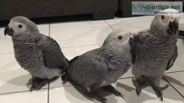 African greys