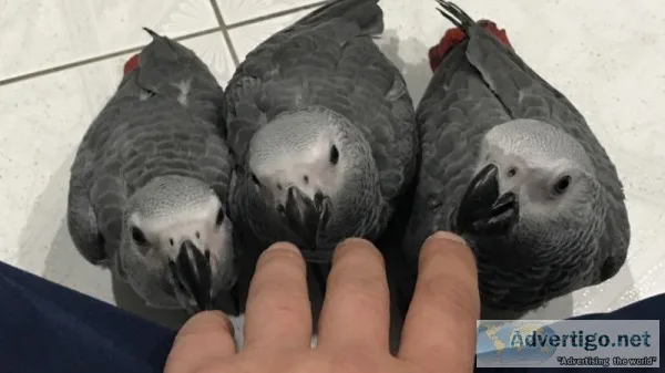 African greys