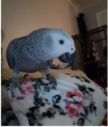 Available african grey parrots for sale