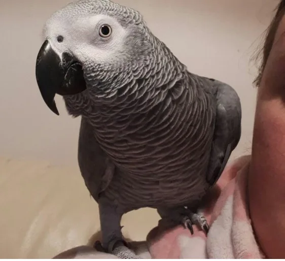 Available african grey parrots for sale