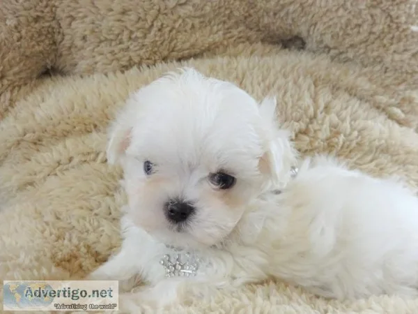 Kc tiny stunning maltese baby boys