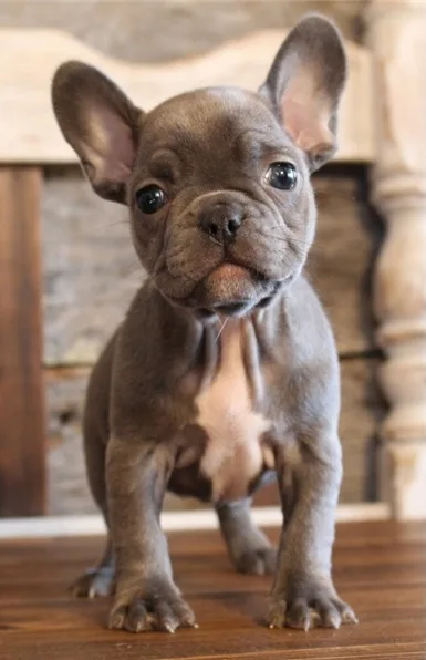 Uhj xmas french bulldog puppies 