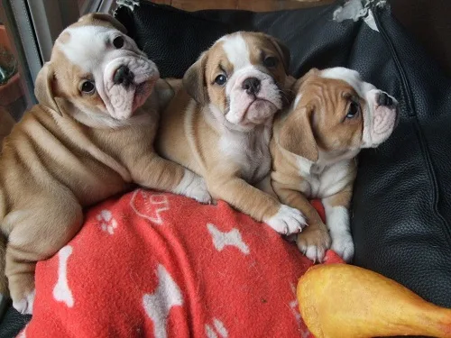 Xmas english bulldog puppies