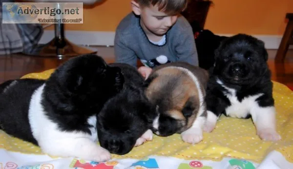 American akita puppies for sale