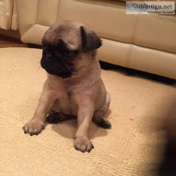 Xmas pug puppies 