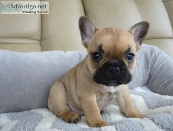 Aujsikeja christmas french bulldog