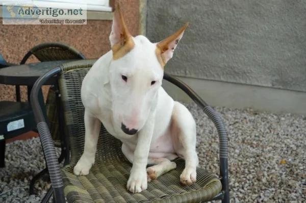 Female english bully pup