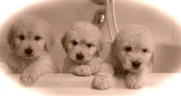 Goldendoodle puppies