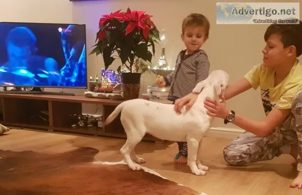Beautiful female english bull terrier pu